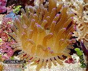 aquarium marine invert Atlantic anemone Condylactis gigantea yellow