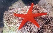 წითელი წითელი Starfish (Fromia) ფოტო