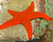 црвен Red Starfish (Fromia) фотографија