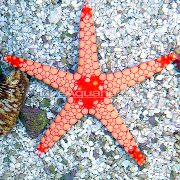 褐色 红海星 (Fromia) 照片