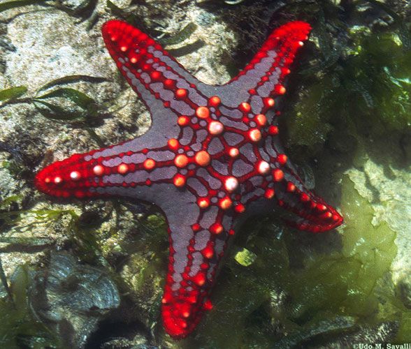 название морской звезды синего цвета с красными пятнами пластиковой