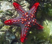 πράσινος Κόκκινο Κουμπί Sea Star (Κόκκινο Αστέρι Της Σπονδυλικής Στήλης, Βυσσινί Κουμπί Ψάρια Αστέρι) (Protoreaster linckii) φωτογραφία