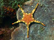 zelená Double Sea Star, Platted Hvězdice (Iconaster longimanus) fotografie
