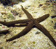 Galatheas Sea Star hellblau