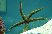Galatheas ზღვის ვარსკვლავი ნაცრისფერი