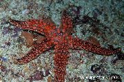 červená Galatheas Sea Star (Nardoa sp.) fotografie