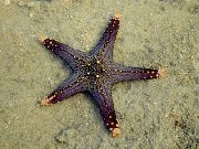 blau Choc Chip (Drehknopf) Sea Star (Pentaceraster sp.) foto