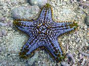 Choc Chip (Knoflík) Sea Star průhledný