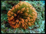 aquarium marine invert Bubble tip anemone (Corn anemone) Entacmaea quadricolor yellow