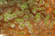grijs Bubble Tip Anemoon (Maïs Anemoon) (Entacmaea quadricolor) foto
