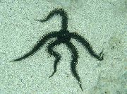 црн Brittle Sea Star (Ophiocoma) фотографија