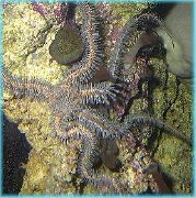 rdeča Rdeča Krhka Zvezda (Krhki Morska Zvezda, Knobby Fancy) (Ophiomastix annulosa) fotografija