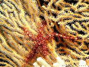 vermelho Esponja Estrela Mar Frágil (Ophiothrix) foto