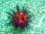 црвен Longspine Urchin (Astropyga radiata) фотографија
