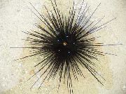 dubh Urchin Farraige Longspine (Diadema setosum) grianghraf