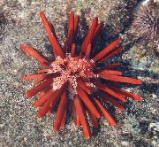 червоний Їжак Грифельний Еуцідаріс Карибський (Eucidaris tribuloides) фото
