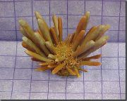 gelb Pencil Urchin (Eucidaris tribuloides) foto