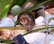 карычневы малюск Шпулька Рагавая (Planorbis corneus) фота