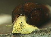 жут шкољка Rabbit Snail Tylomelania (Tylomelania towutensis) фотографија