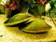 მწვანე მოლუსკები წყლის Clam (Corbicula fluminea) ფოტო