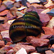 браон шкољка Japanese Trapdoor Snail (Pond) (Viviparus) фотографија