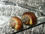 褐色 蛤 福寿螺牡蛎 (Ampularia gigas (Pomacea gigas)) 照片