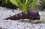 musta simpukka Devil Piikki Etana (Faunus ater devil thorn snail) kuva