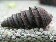svart mussla Pachymelania Fusca  foto
