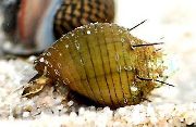 beige mollusco Lumaca Hairly (Thiara cancellata) foto
