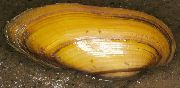 dzeltens ēdamais gliemezis Gleznotāja Mīdijas (Unio pictorum) foto