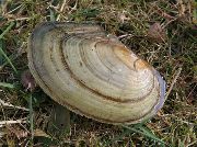 beige clam Diúilicín Eala (Anodonta cygnea) grianghraf