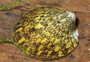 жут шкољка Abalone Snail (Septaria porcellana) фотографија