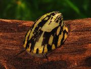 sort musling Abalone Sneglen (Septaria porcellana) foto