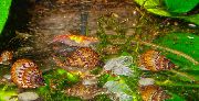 米色 蛤 Melanoides Granifera  照片
