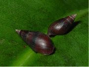 браон шкољка Melanopsis Praemorsa  фотографија