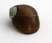 коричневий молюск Равлики Сонечка (Theodoxus fluviatilis) фото