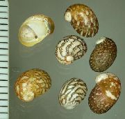 beige mollusco Fiume Nerite Theodoxus (Theodoxus fluviatilis) foto