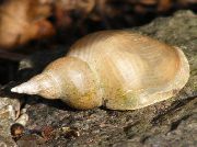 კრემისფერი მოლუსკები დიდი აუზით Snail (Lymnea stagnalis) ფოტო