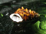коричневий молюск Пахімеланія Біроненсіс (Pachymelania byronensis) фото