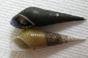 svart mussla Lång Näsa Snigel (Stenomelania torulosa) foto