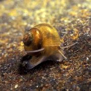 Кружанка (Звичайна Затворкі) коричневий молюск