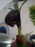 Mystery Snail, Apple Snail црн шкољка