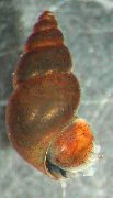 Új-Zéland Sár Csiga barna kagyló