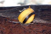 stripete musling Horned Nerite Sneglen (Clithon diadema) bilde