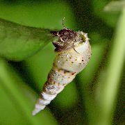 siva školjka Malezijska Trobenta Polži (Melanoides tuberculata) fotografija