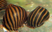 Zebra Snail ზოლიანი მოლუსკები