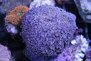 púrpura Maceta De Coral (Goniopora) foto