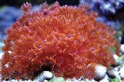 punane Lillepott Korall (Goniopora) foto