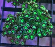 roheline Lillepott Korall (Goniopora) foto
