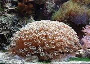brúnt Blómapottur Coral (Goniopora) mynd